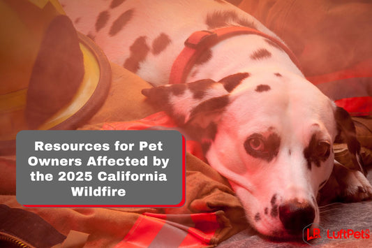 Resources for Pet Owners Affected by the 2025 California Wildfire
