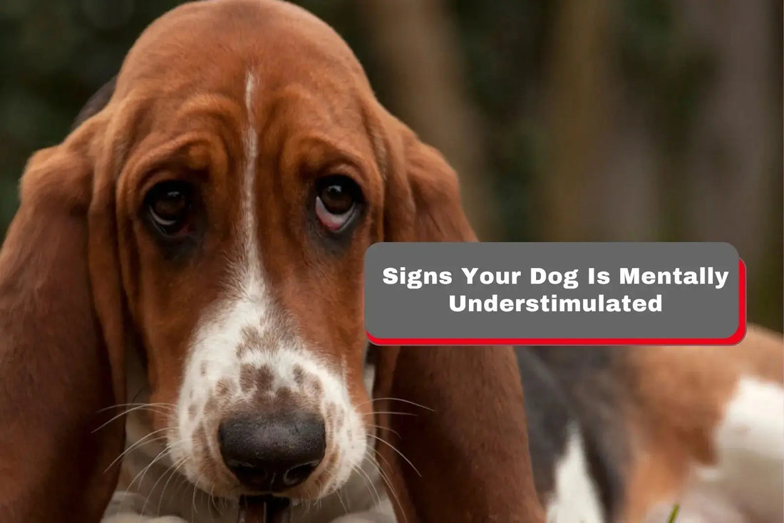 Signs Your Dog Is Mentally Understimulated: What Every Owner Needs to Know LUFTPETS