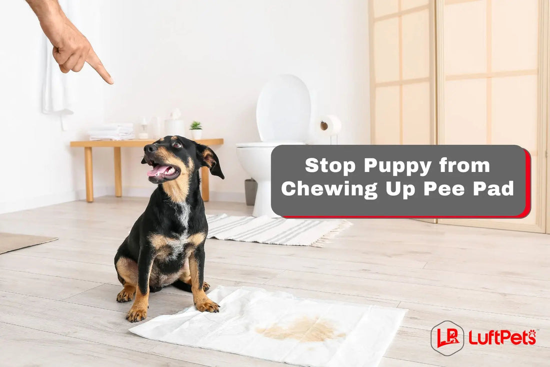 How to Stop a Puppy from Chewing Up Pee Pads: 8 Effective Tips - LUFTPETS