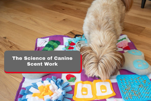 dog sniffing luftpets snuffle mat