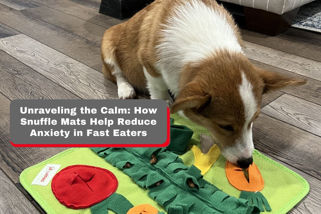 How Snuffle Mats Help Reduce Anxiety in Fast Eaters