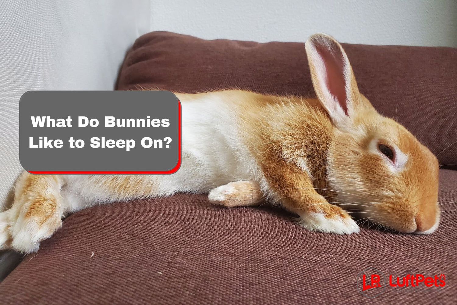 What Do Bunnies Like to Sleep On? 7 Factors You Should Know – LUFTPETS