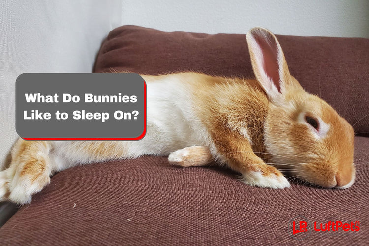 What Do Bunnies Like to Sleep On? 7 Factors You Should Know LUFTPETS