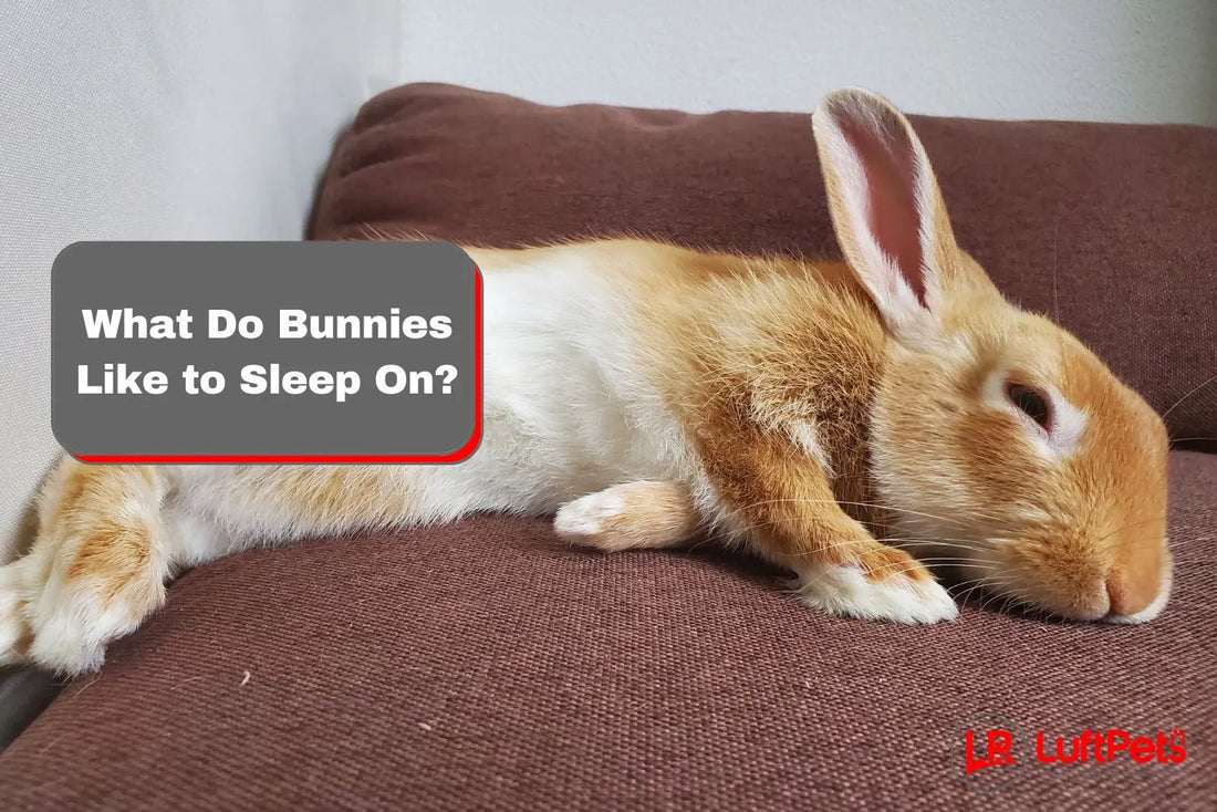What Do Bunnies Like to Sleep On? 7 Factors You Should Know - LUFTPETS