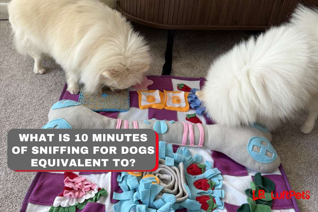 two dogs sniffing on a snuffle mat