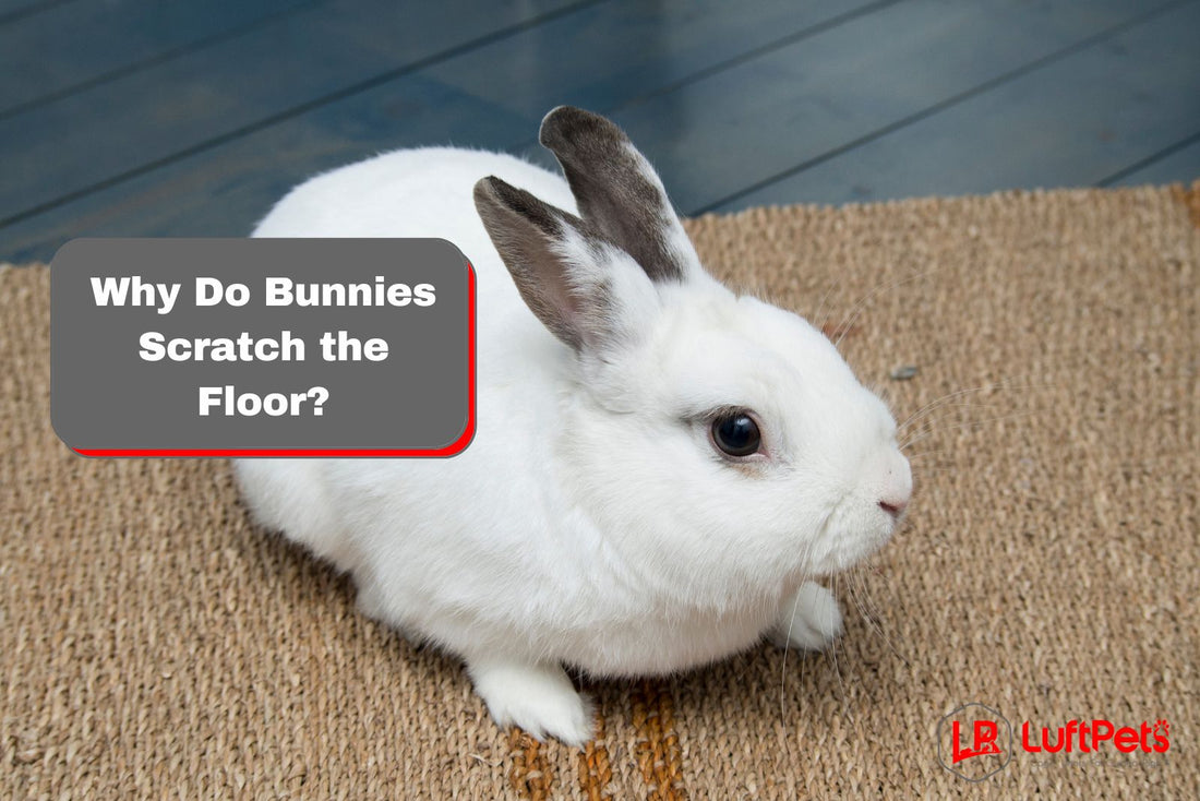 bunny scratching the floor