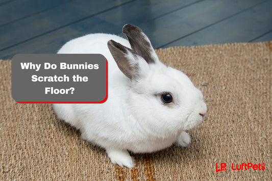 bunny scratching the floor