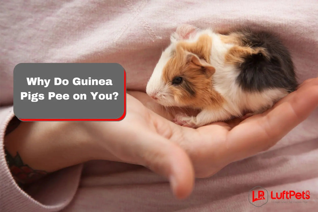 Why Do Guinea Pigs Pee on You? 3 Reasons You Should Know - LUFTPETS