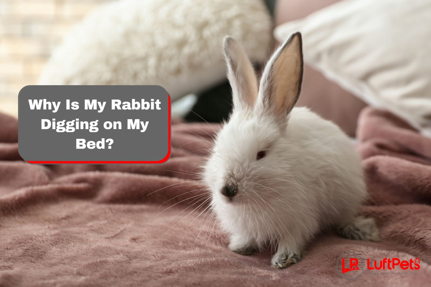 Why Is My Rabbit Digging on My Bed? Decoding Their Behavior – LUFTPETS