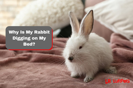 rabbit sitting on the bed beside "why is my rabbit digging on my bed?" text