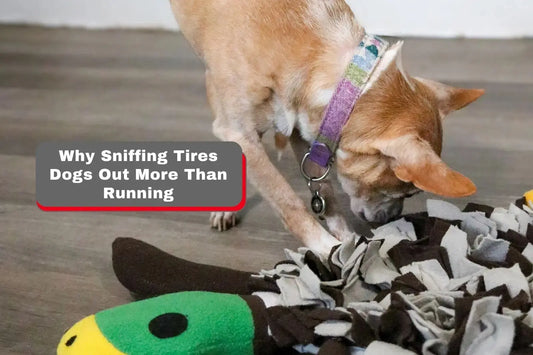 Why Sniffing Tires Dogs Out More Than Running: A Vet Guide LUFTPETS