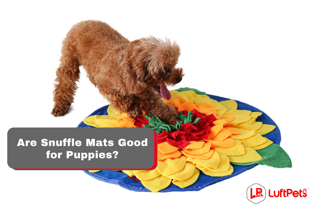 Are Snuffle Mats Good for Puppies? A Complete Safety and Use Guide