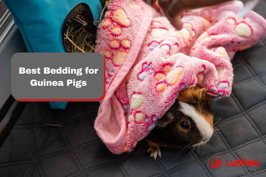 guinea pig in a cage with a comfortable reusable cage liner and a soft fleece bedding