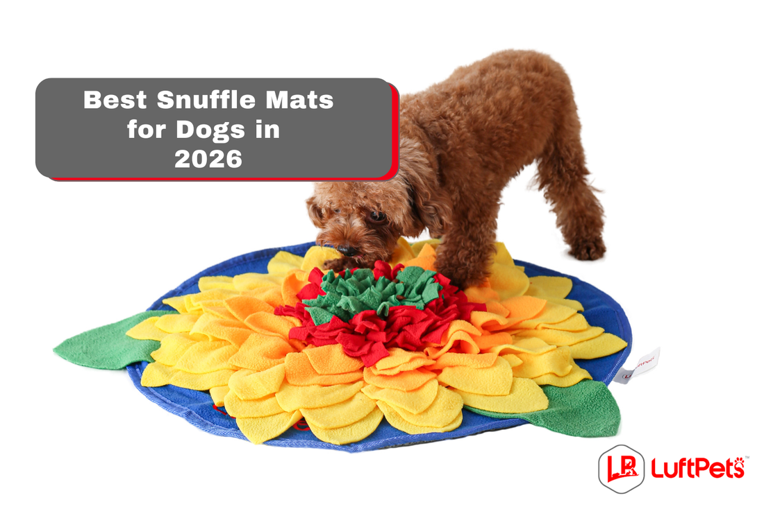 dog sniffing treats from sunflower snuffle mat for dogs