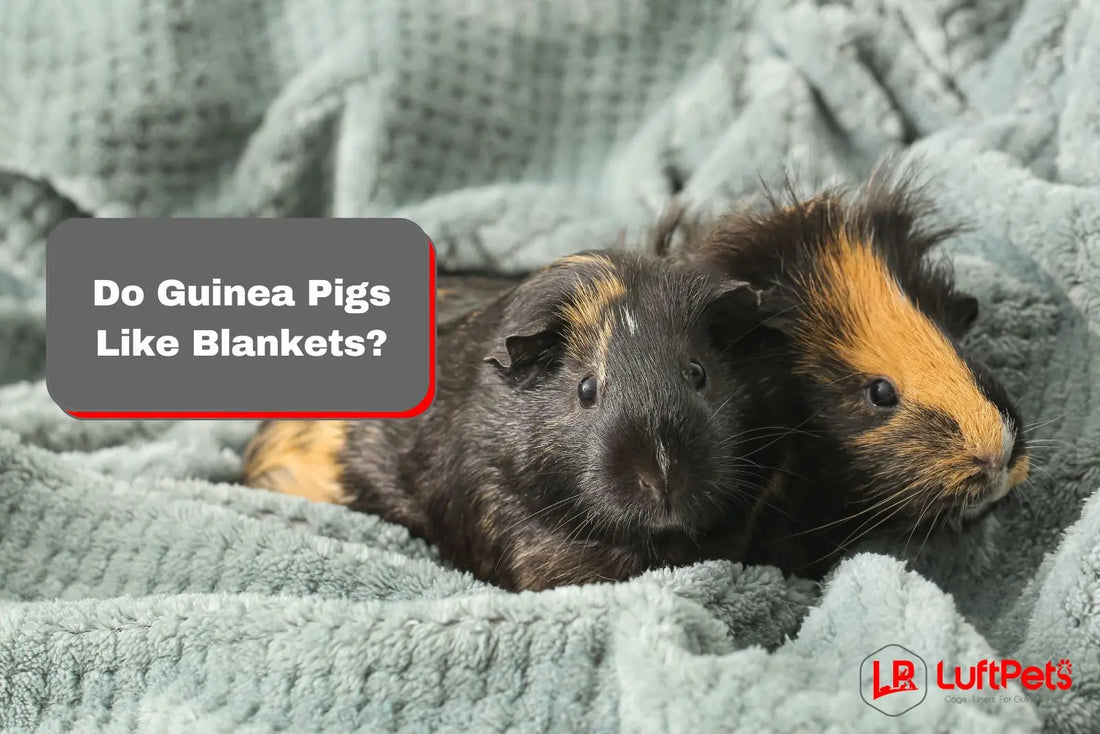 guinea pigs being cozy on the soft blanket