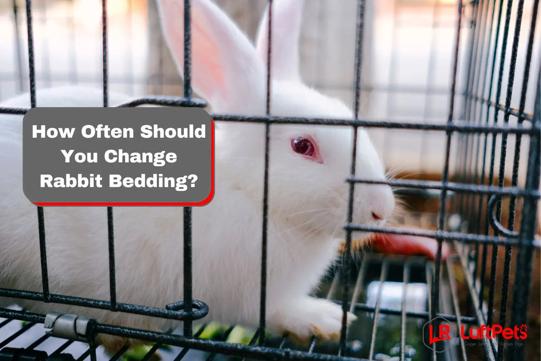 How Often Should You Change Rabbit Bedding? Essential Tips – LUFTPETS
