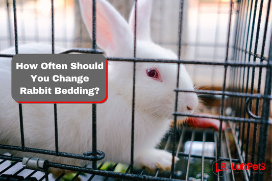 white rabbit inside a cage beside the text "how often should you change rabbit bedding?"