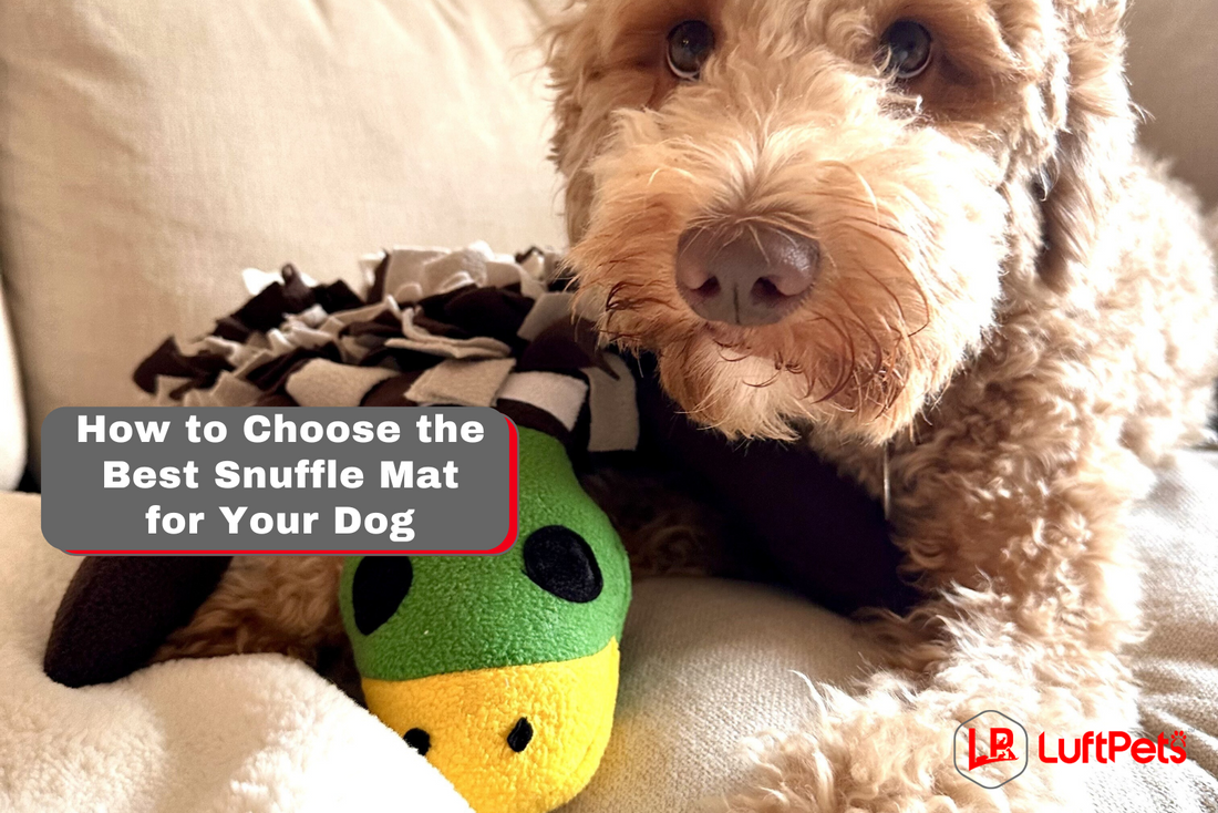 How to Choose the Best Snuffle Mat for Your Dog: 6 Pro Tips
