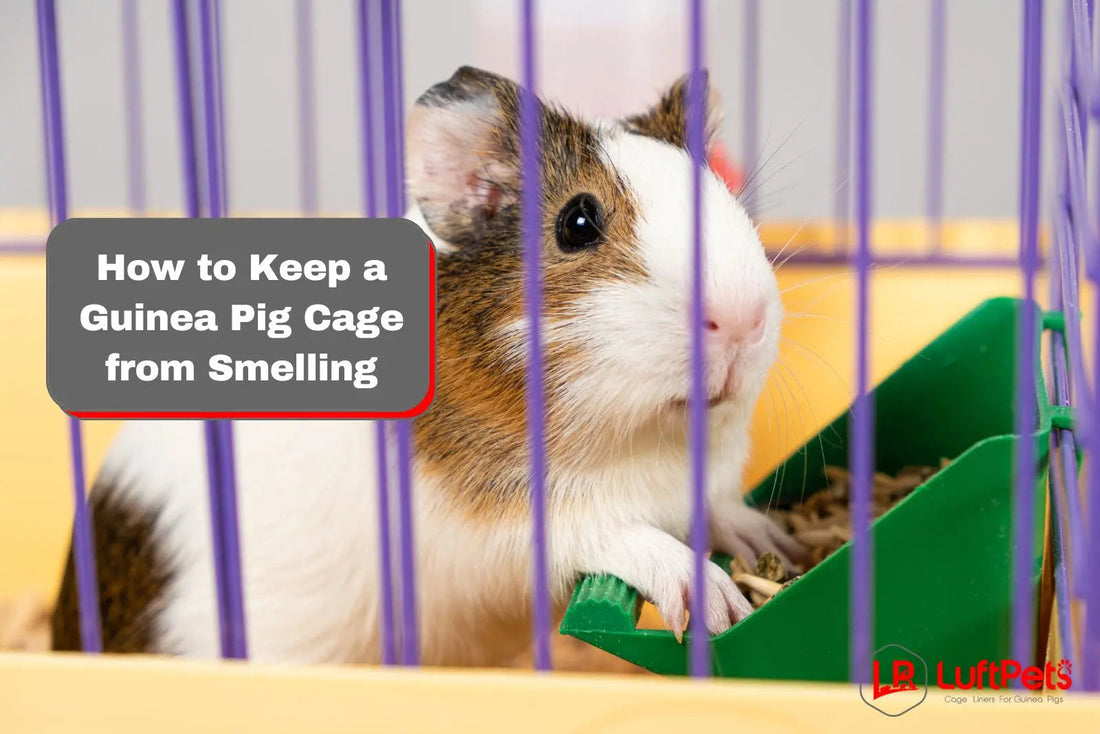 guinea pig inside a cage