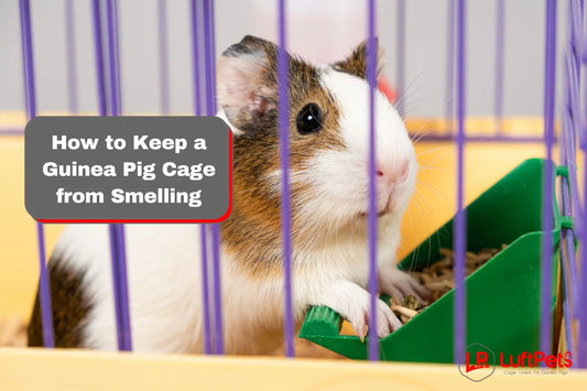 guinea pig inside a cage
