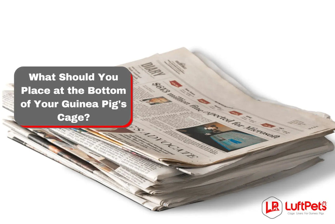 What to Put in the Bottom of Guinea Pig Cages? 9 Approved Tips - LUFTPETS