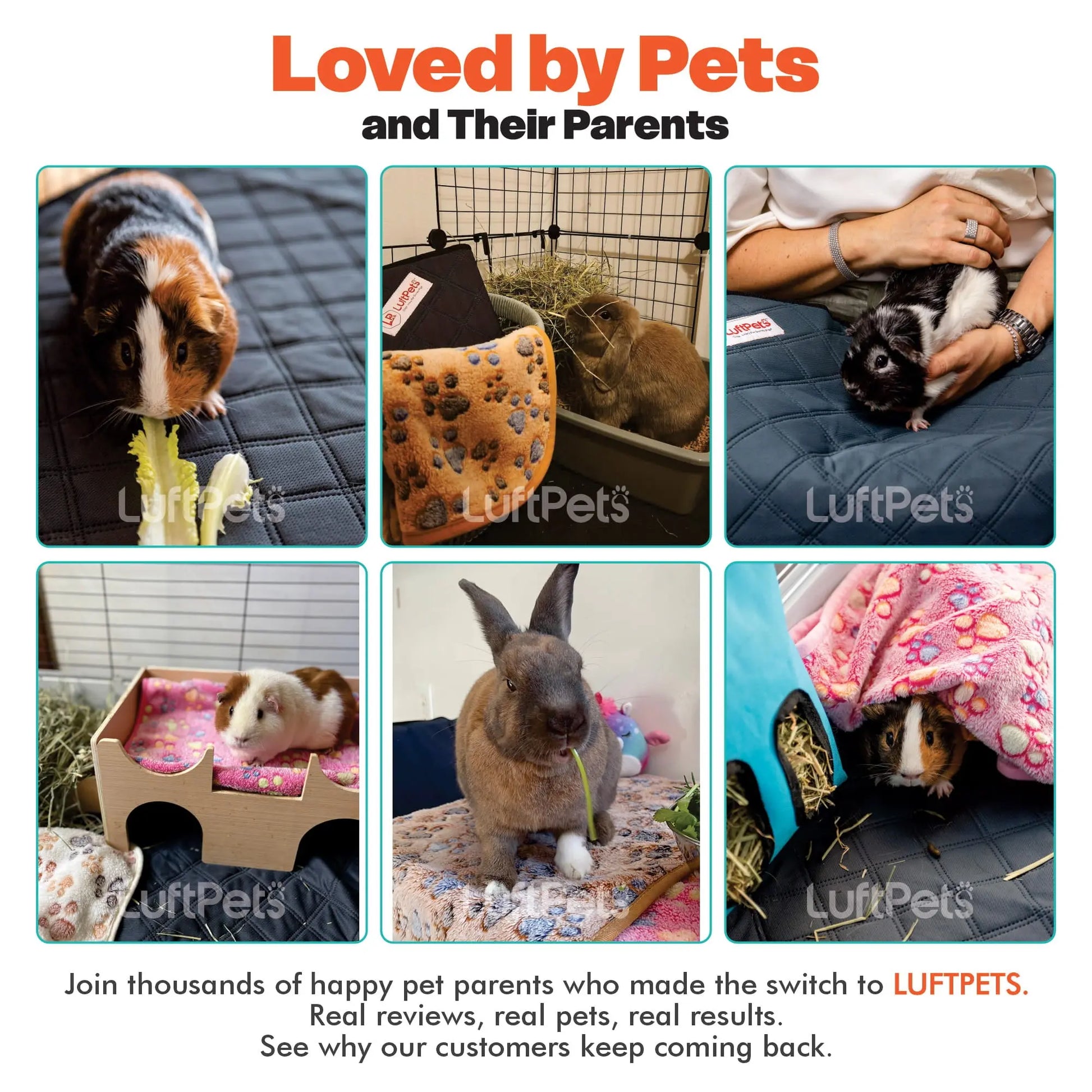 rabbit and guinea pigs using luftpets liners