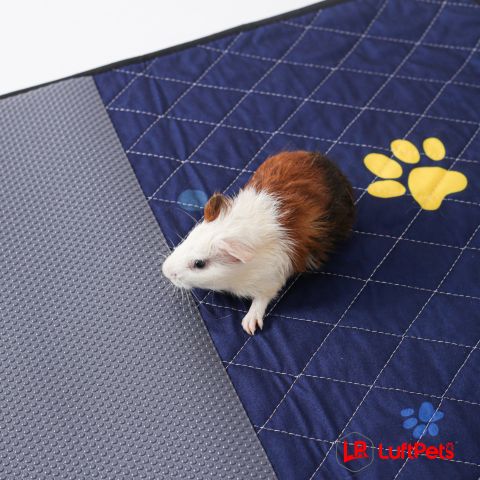 guinea pig a a blue cage liner