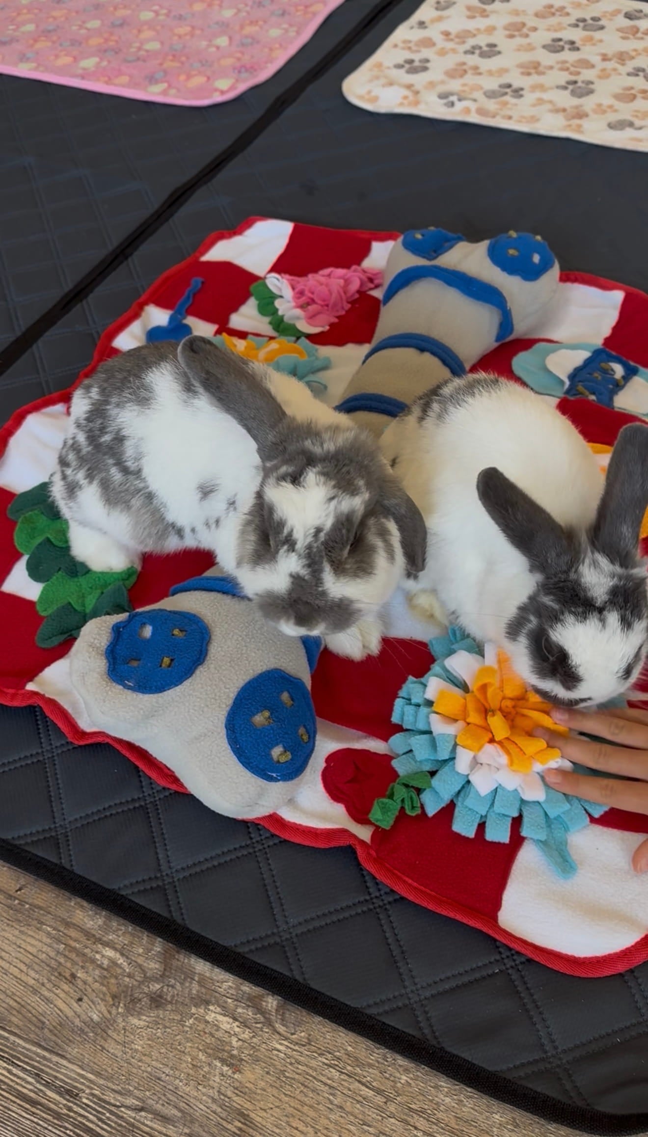 two rabbits foraging on luftpets red bone snuffle mat