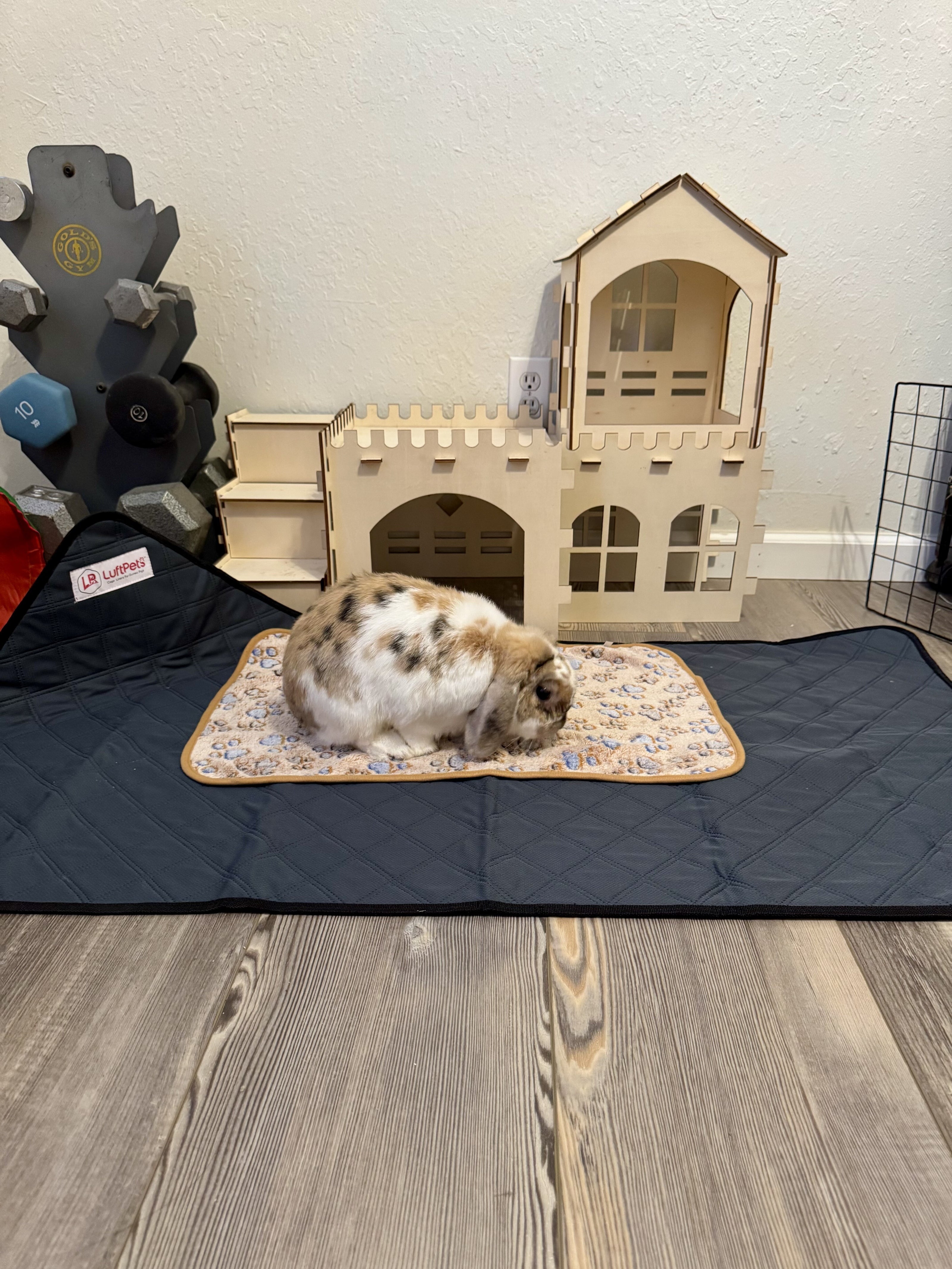 rabbit sitting on luftpets bunny cage mat