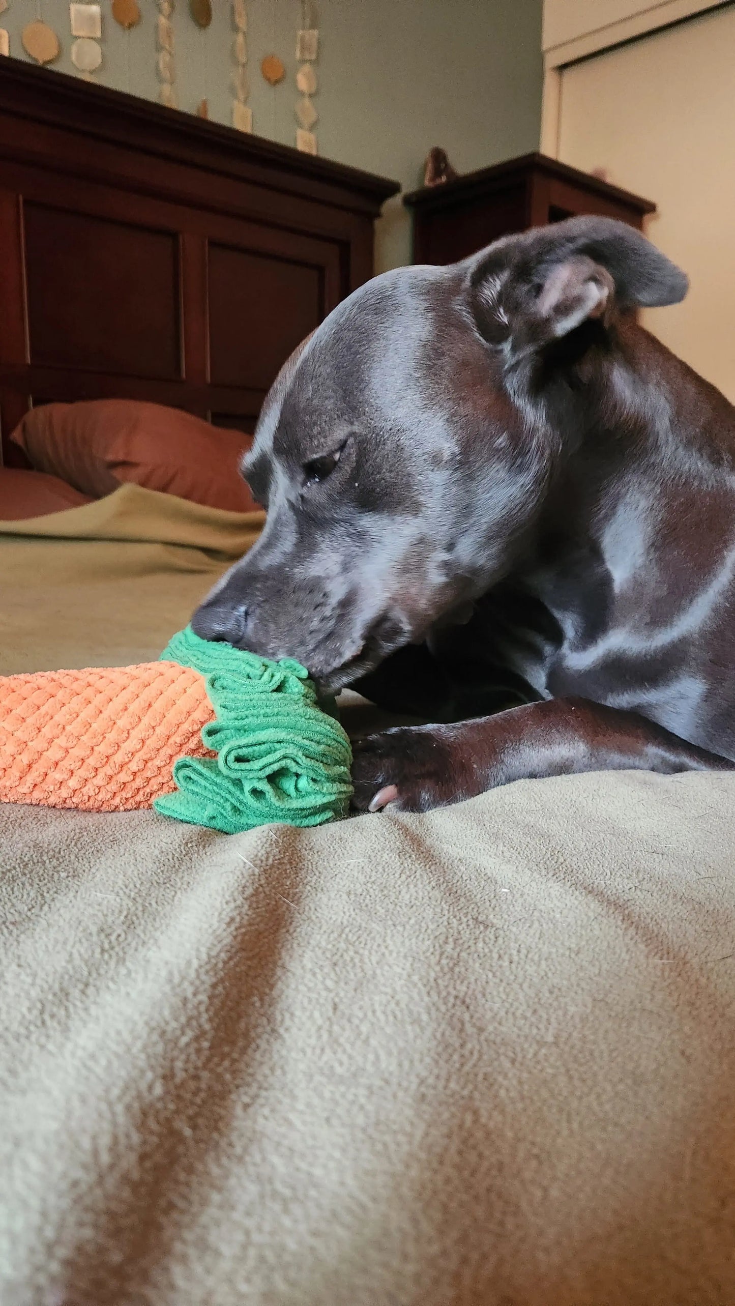 Dog playing with a carrot-shaped toy on a bed