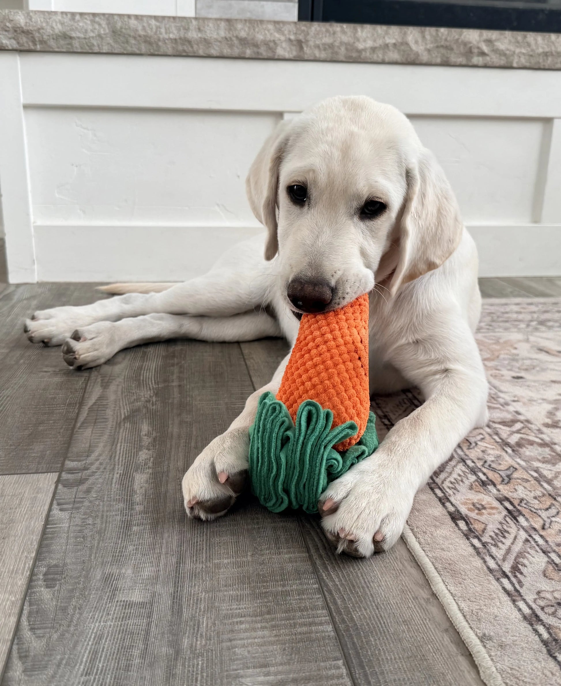 dog sniffing on luftpets carrot toy