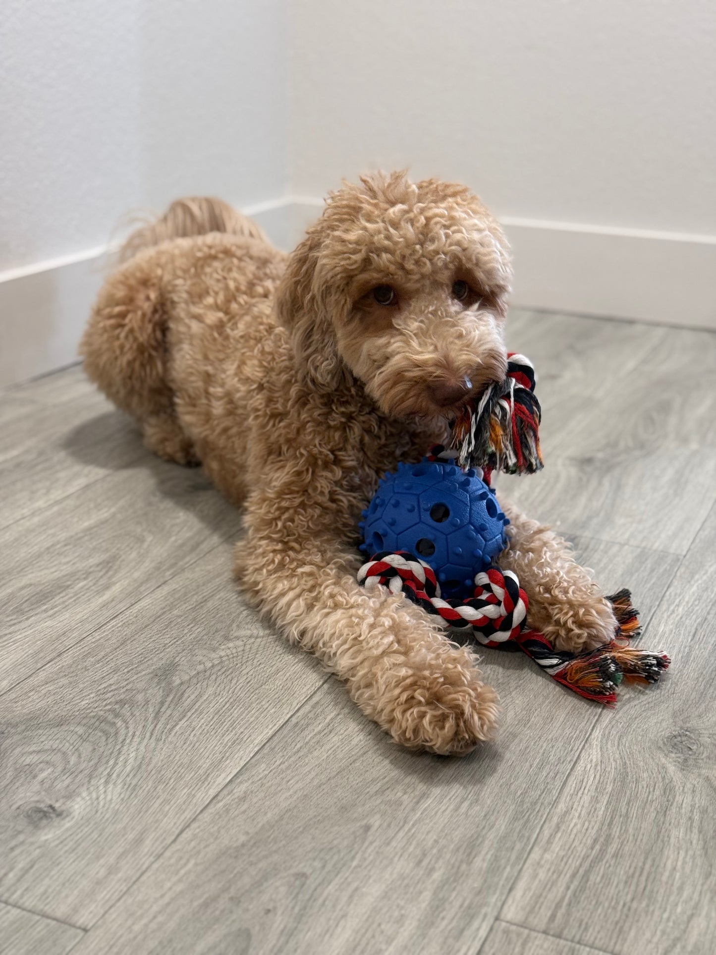 Dog Chew Toy with Tug of War Rope & Treat Dispenser Rubber Ball