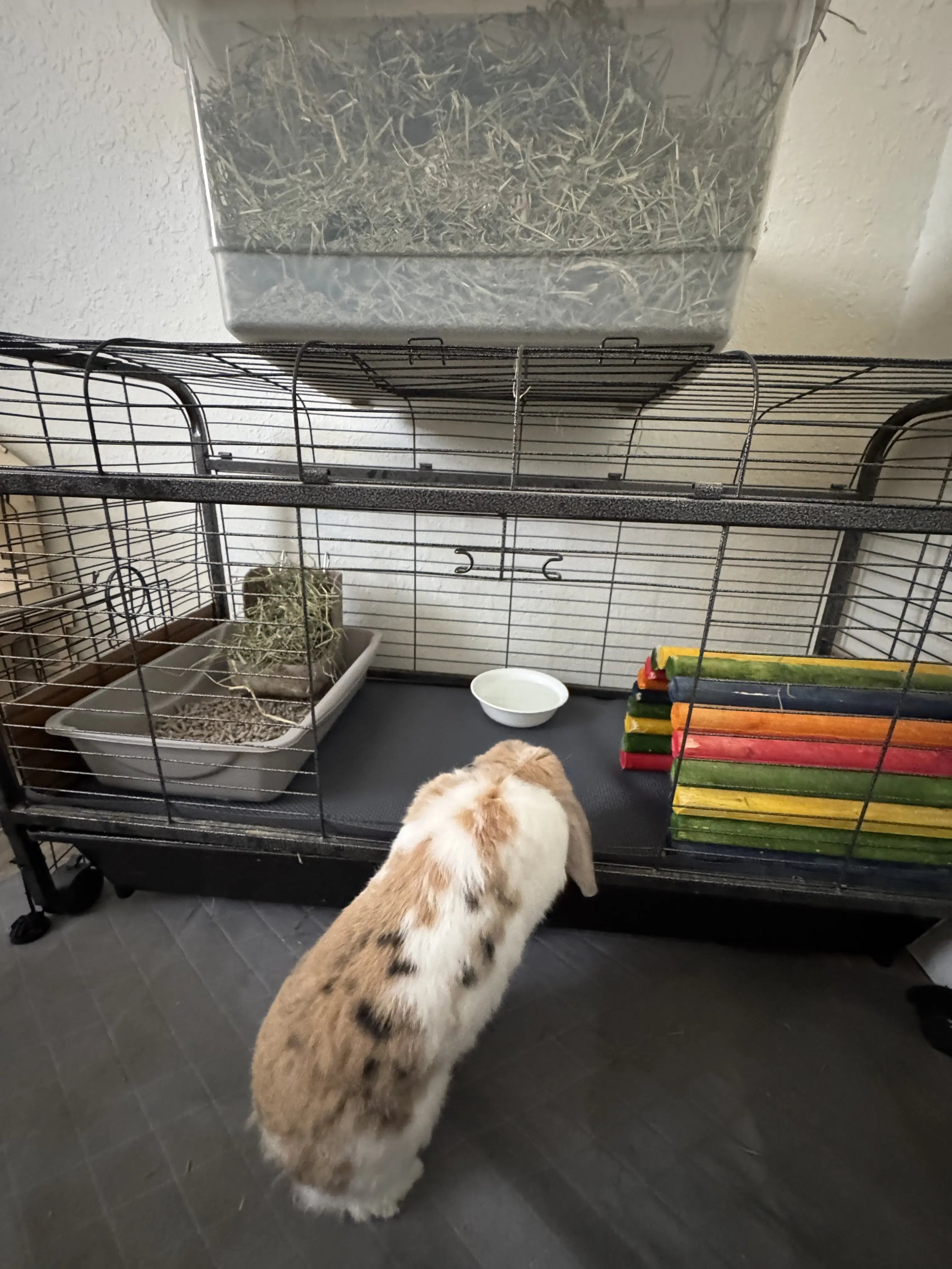 rabbit eva mat