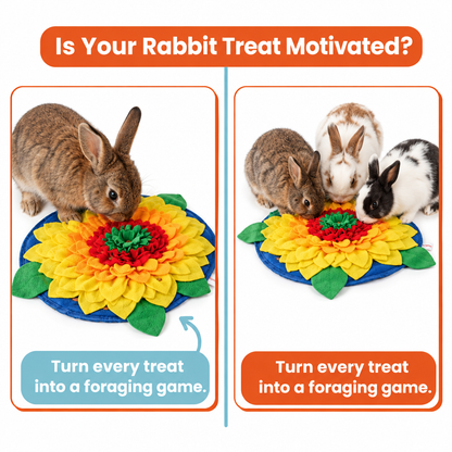 Is Your Rabbit Treat Motivated graphic