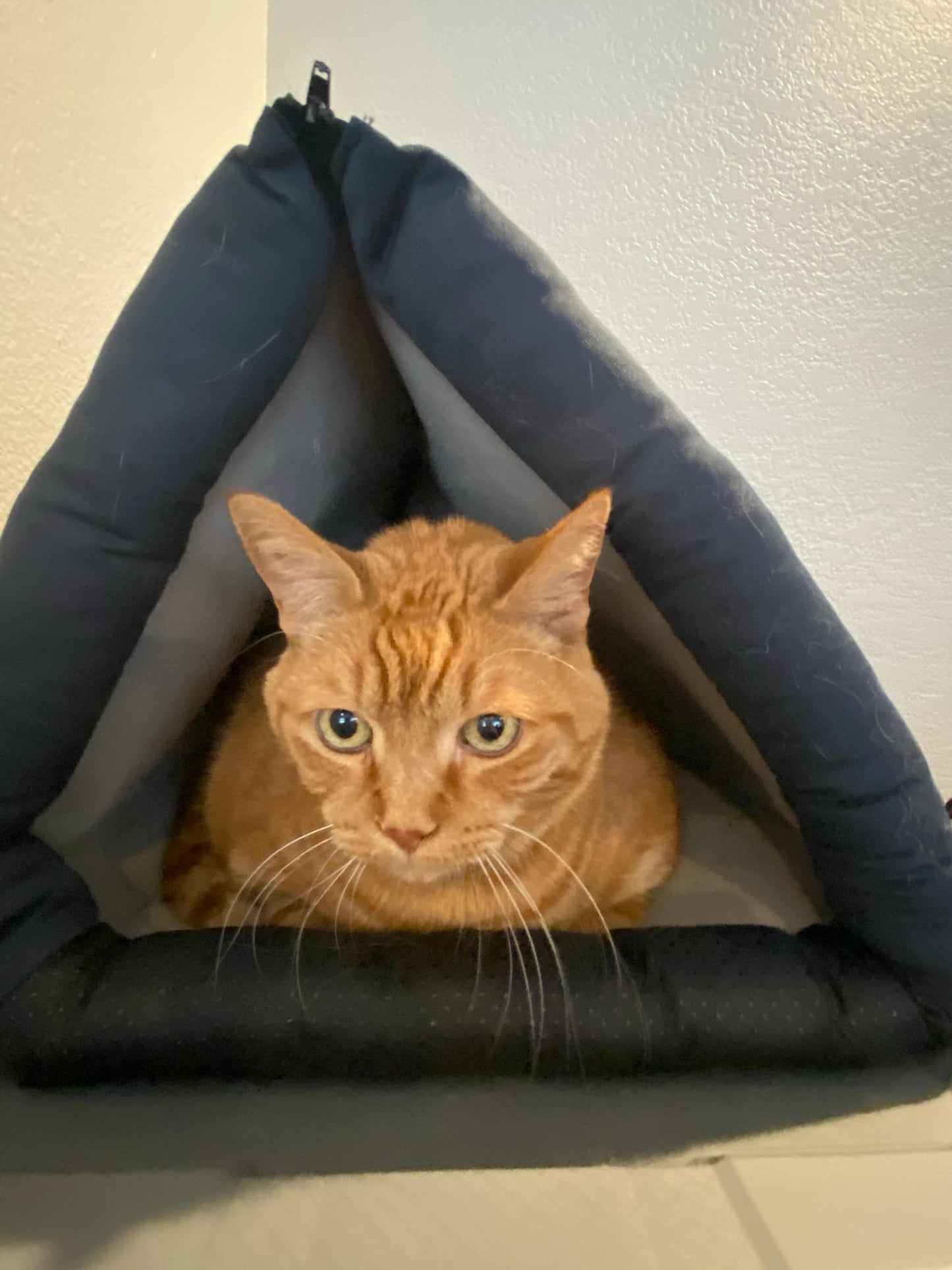 LuftPets 3-in-1: Cat Cove, Tunnel & Cozy Rabbit Bed