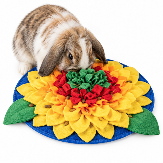 Rabbit foraging in the sunflower snuffle mat on white