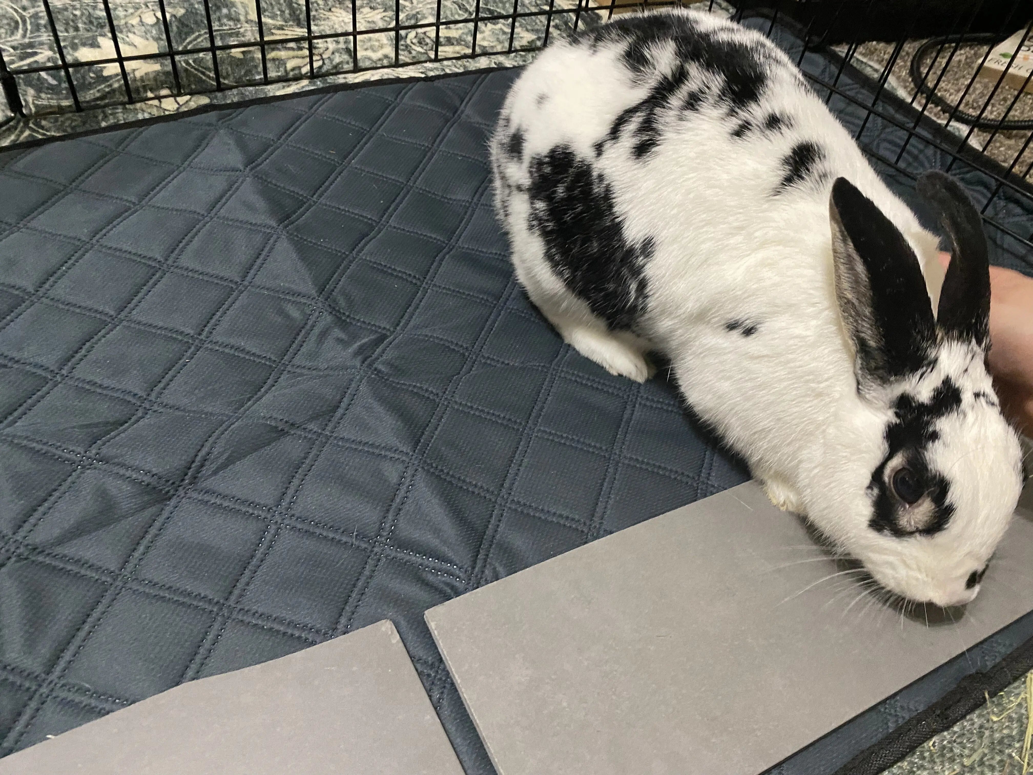 Washable Rabbit &  Guinea Pig Cage Liners -  Value Pack 5-Piece - Two Midwest or C&C 2X4 Bedding Mats and 3 Fleece Blankets LUFTPETS
