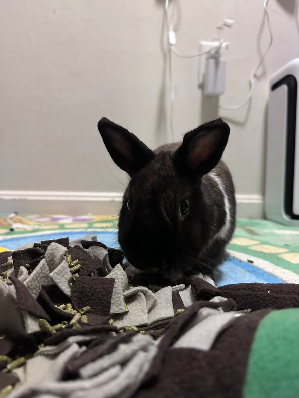 A small black rabbit with white markings on its ears and forehead, standing on a colorful mat in front of a pile of dark and light fleece snuggly blankets in an indoor room.