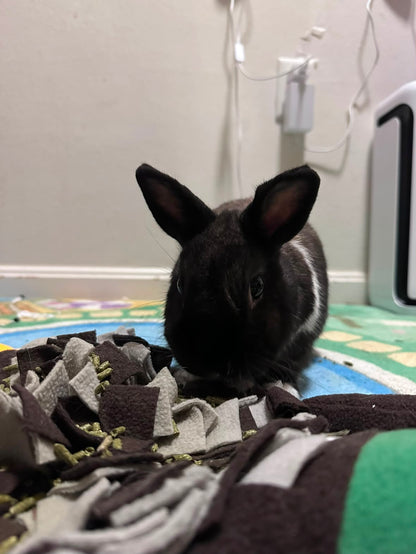 A small black rabbit with white markings on its ears and forehead, standing on a colorful mat in front of a pile of dark and light fleece snuggly blankets in an indoor room.