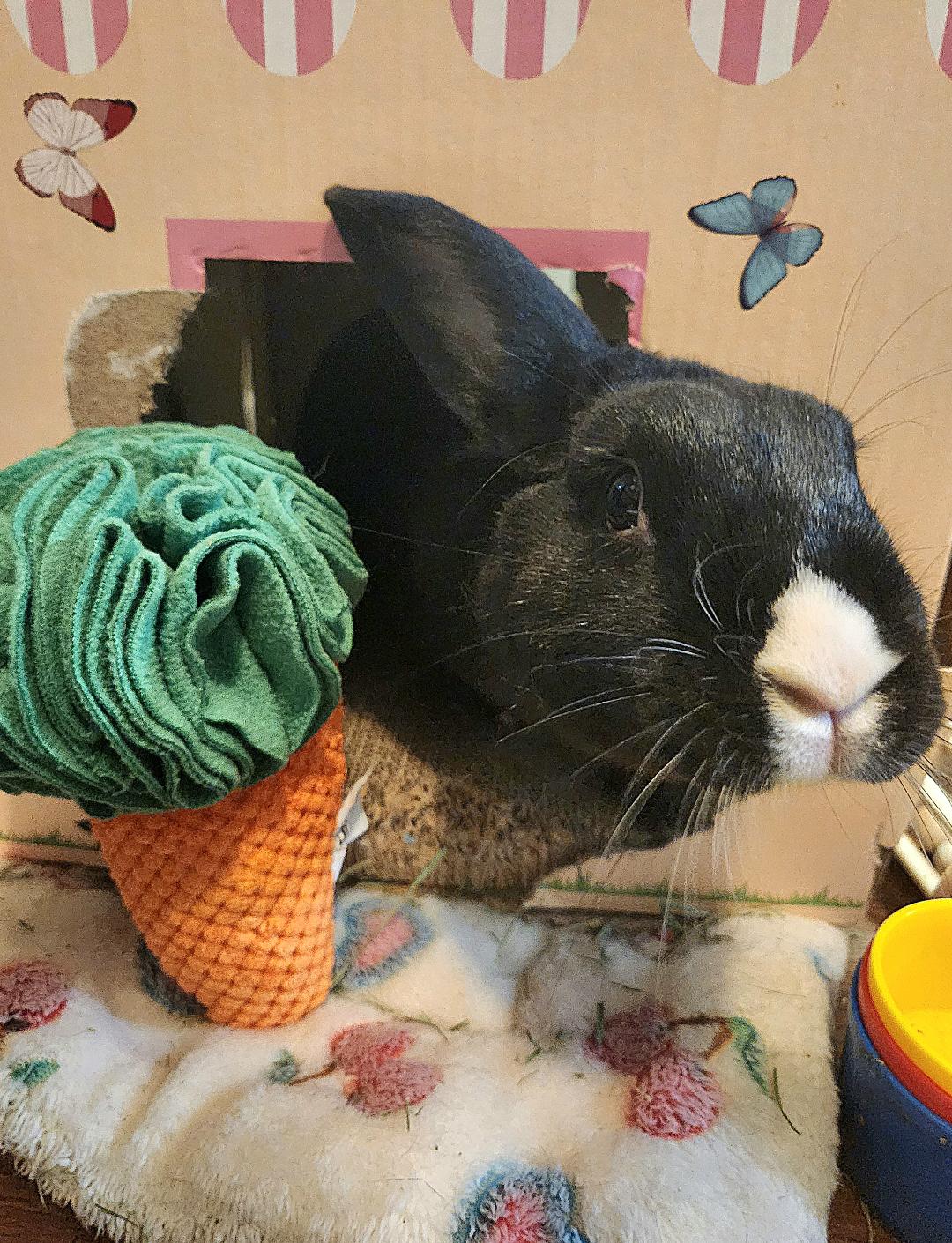 Snuffle Carrotz—Squeaky Sniff Toy for Dogs, Cats, Rabbits, and Small Pets