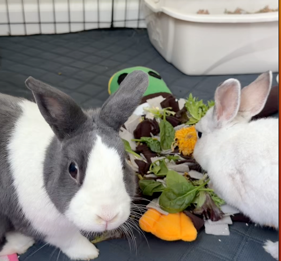 Rabbit Foraging Fun Bundle – Snuffle Mats, Carrot Toy & Free Fleece Blanket