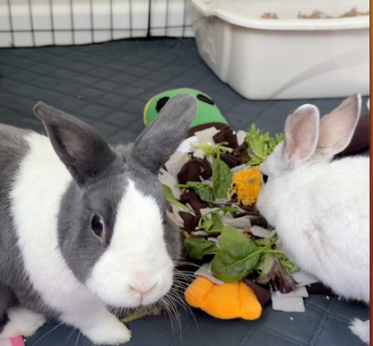 Rabbit Foraging Fun Bundle – Snuffle Mats, Carrot Toy & Free Fleece Blanket