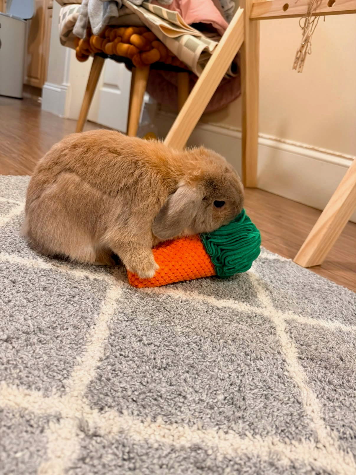 A small brown rabbit sits on a gray patterned rug, chewing on an orange and green toy carrot in a home setting with a wooden chair visible in the background.